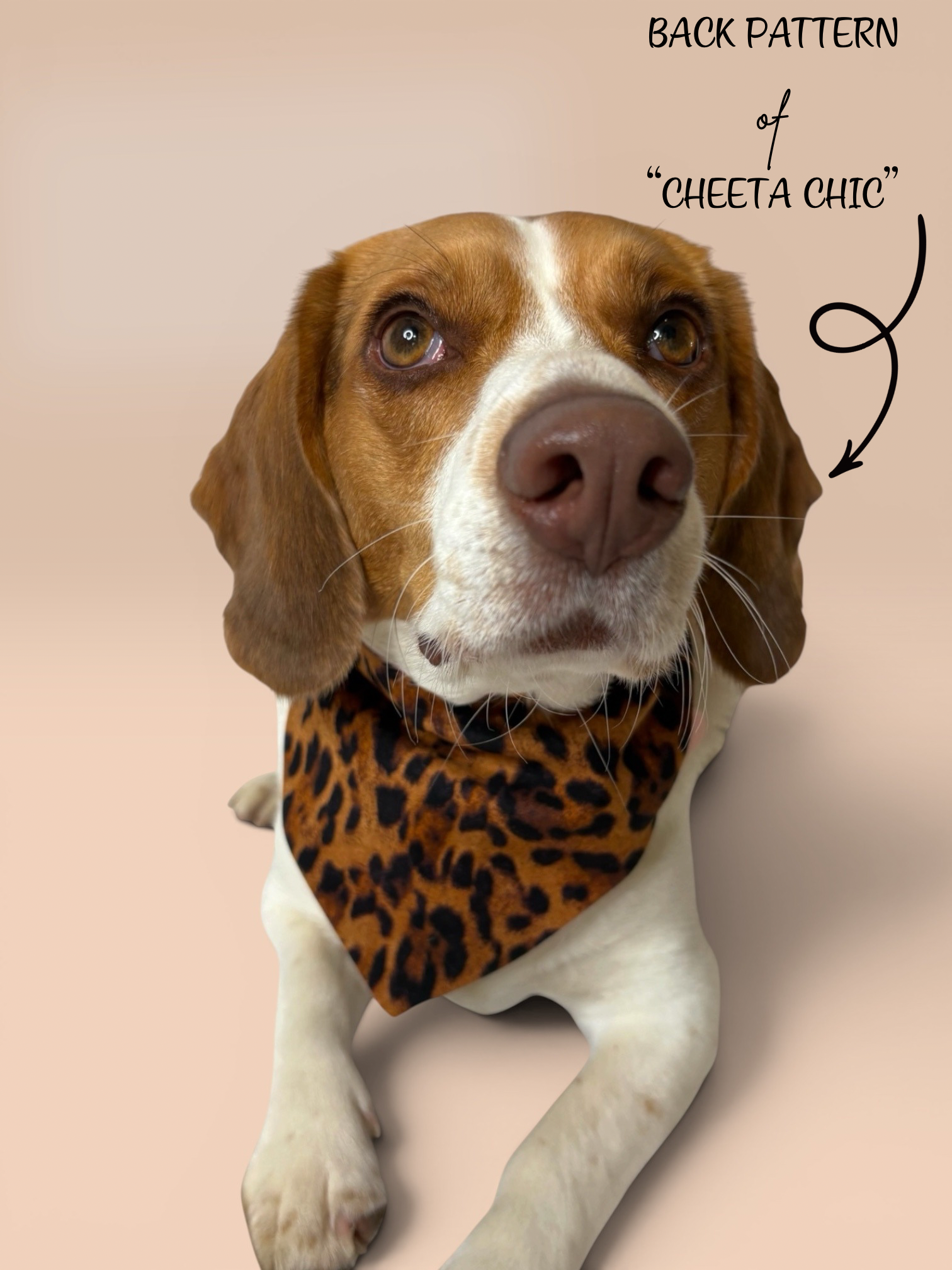 Cheetah Chic