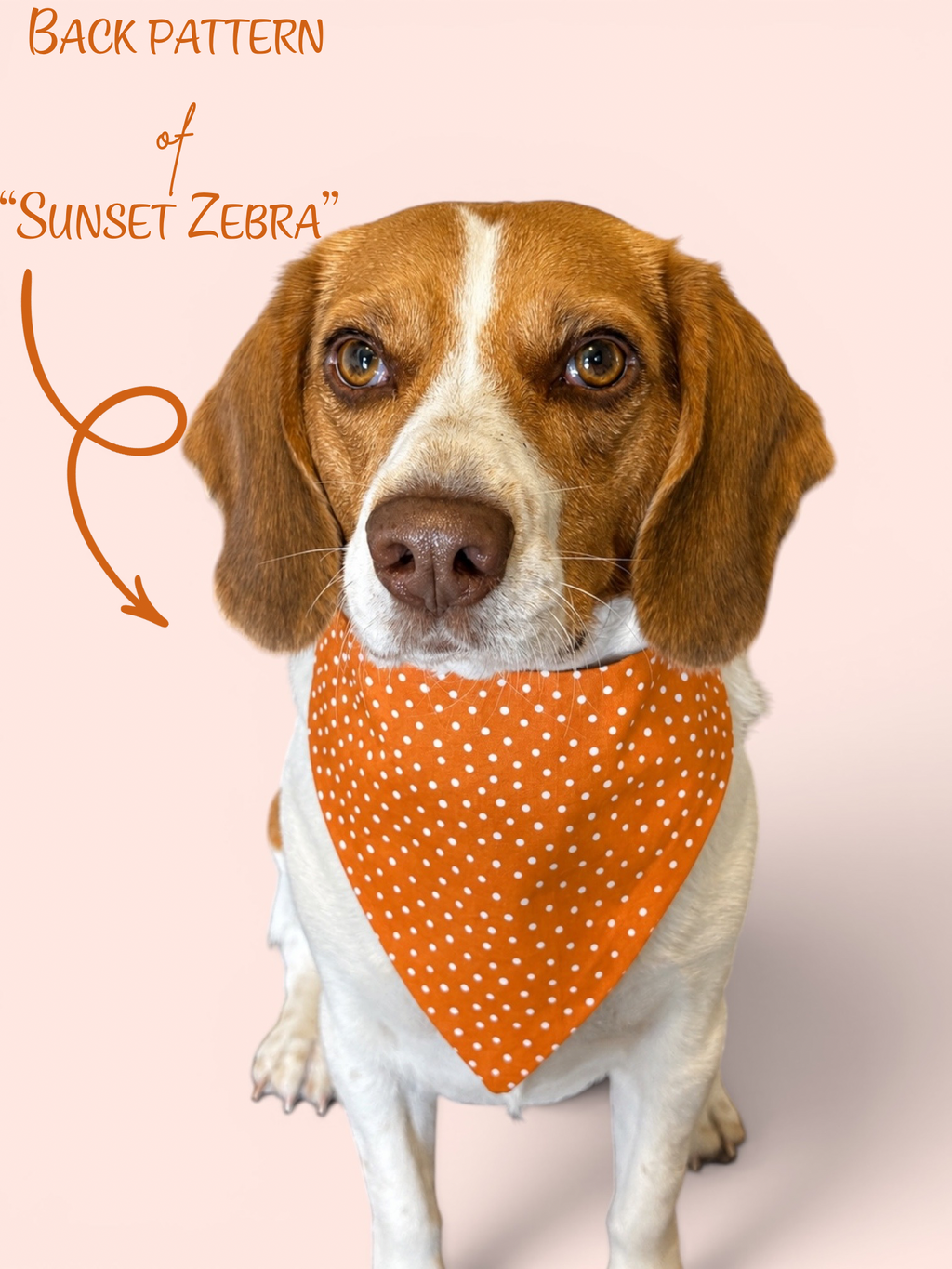 Sunset Zebra